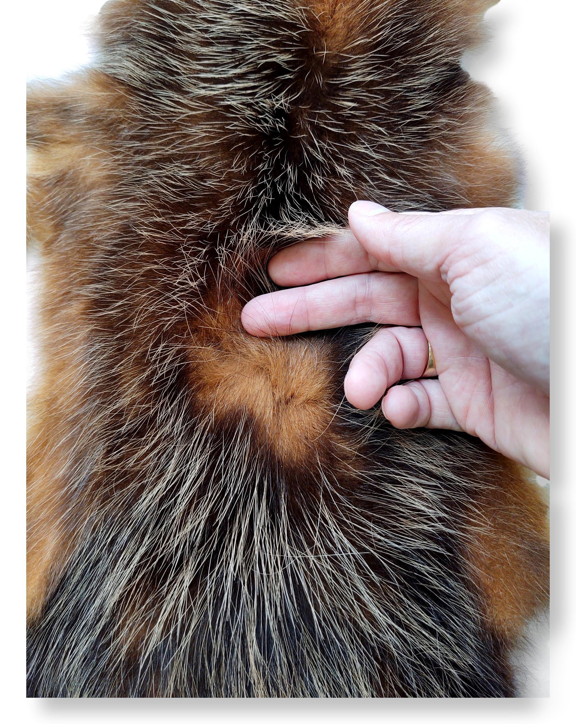 Opossum Brown - Klædt pelshud - pels - Image 10