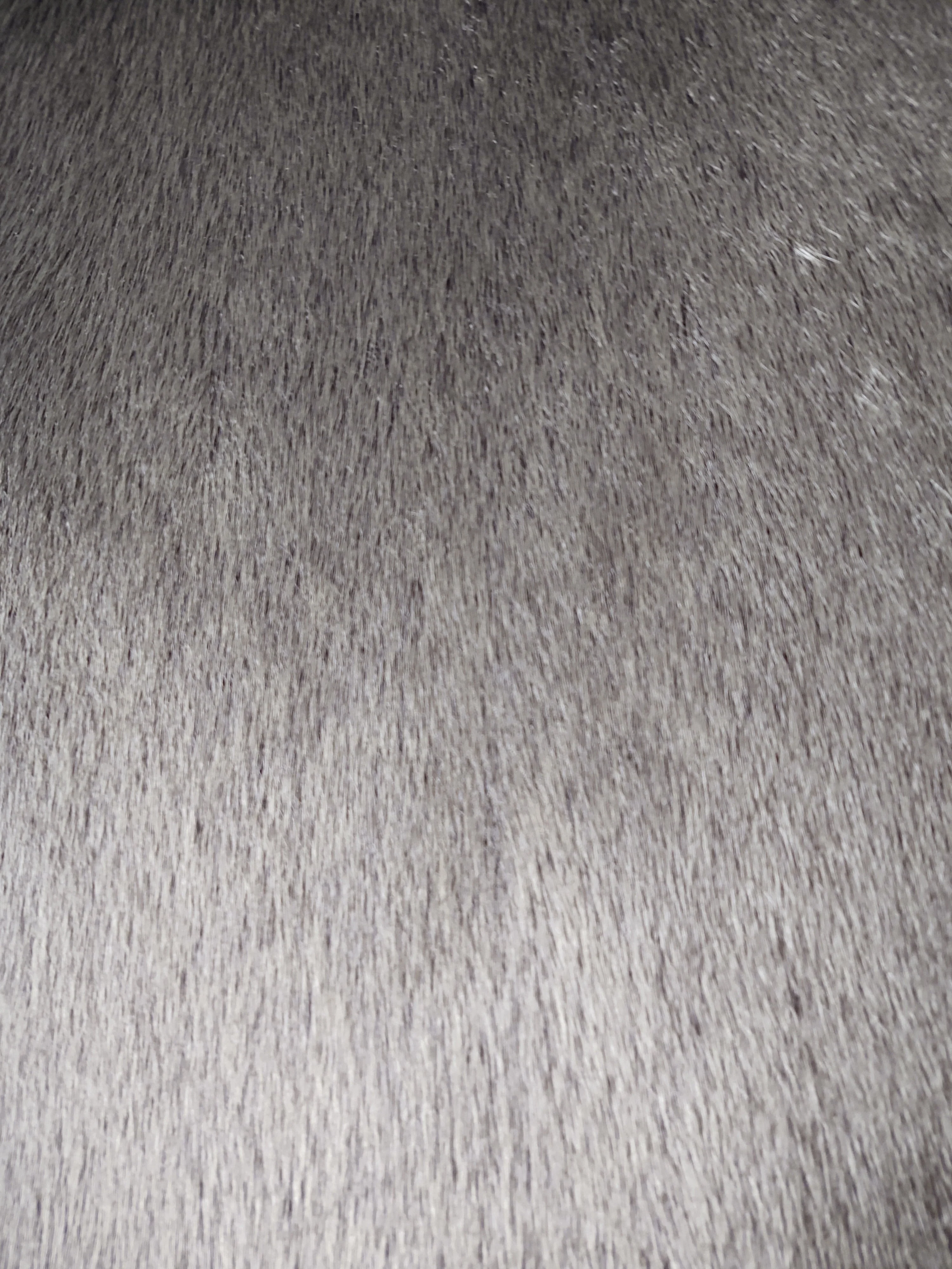 Ringet segl - brun - klædt pelshud - pels - Image 4