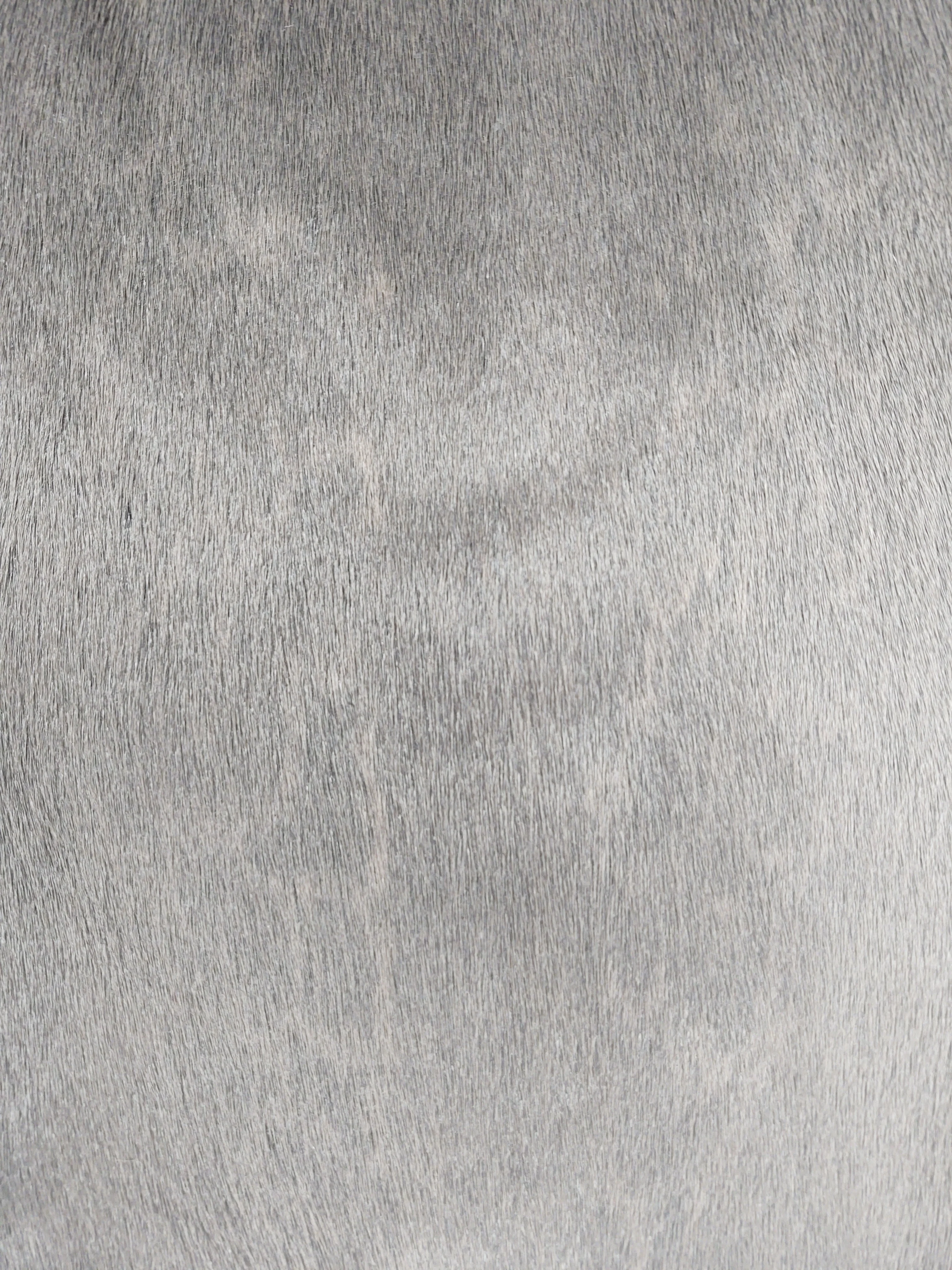 Ringet segl - brun - klædt pelshud - pels - Image 6